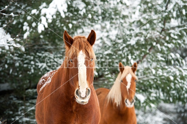 Horse standing in snow under trees. 