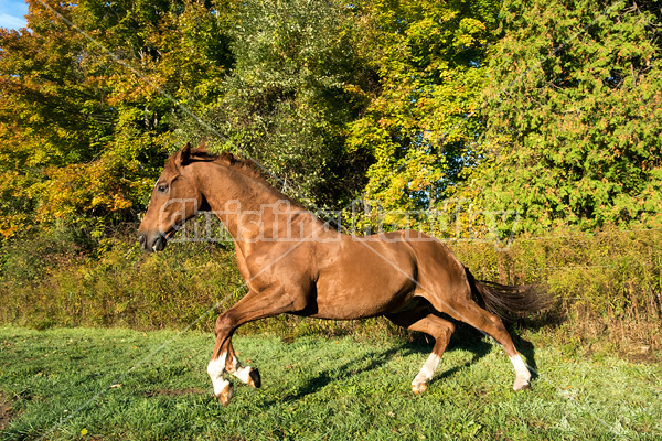 Chestnut Thoroughbred horse galloping in paddock