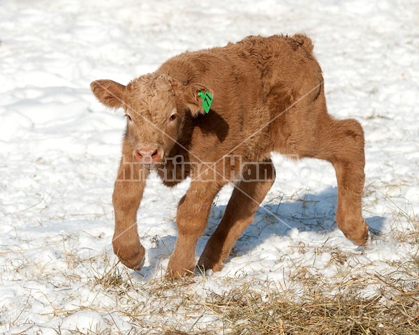 Young Beef Calf