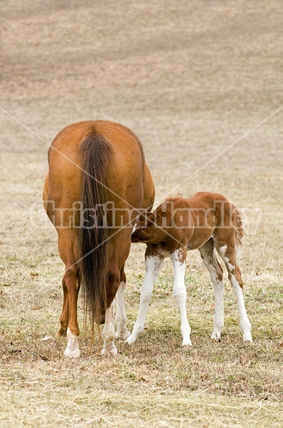 Nursing foal