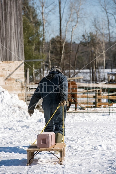 Farmer pulling salt and mineral blocks on old wooden sleigh to put out for animals