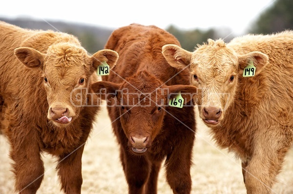 Three beef calves