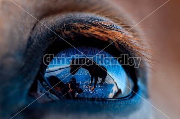 Close-up photo of horse eyeball with reflection