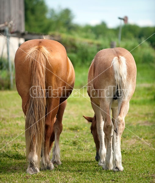 Two Belgian draft horse butts
