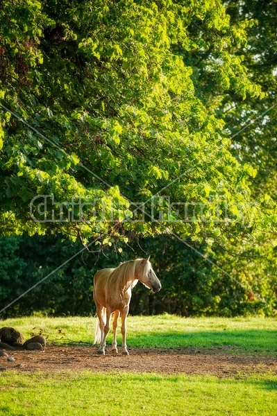 Rocky Mountain horse standing under a tree