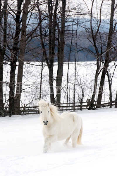 White Icelandic horse in deep snow