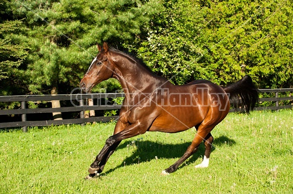 Thoroughbred gelding running around field