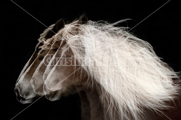 Multiple exposure of horse head