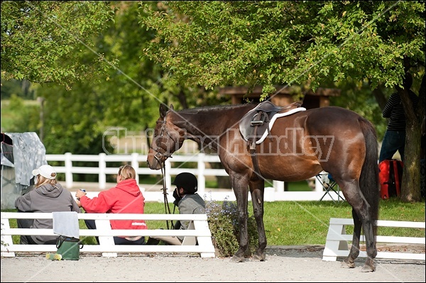Hunter Jumper Show at Blue Star Farm