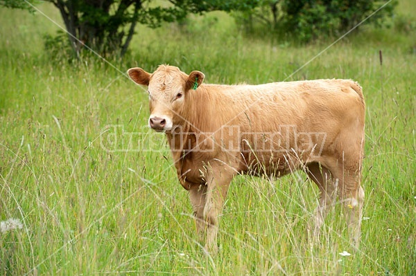 Beef Calf