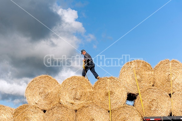 Farmer loading tractor trailer with round bales of straw and getting them strapped down for transport