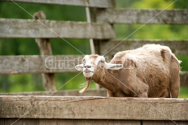 Goat in barn yard