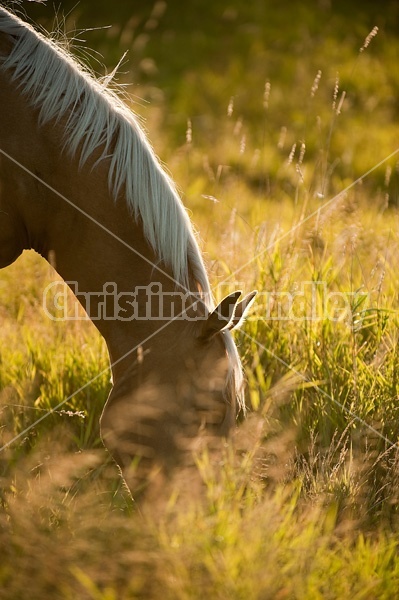 Palomino Quarter Horse