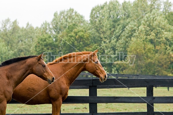Two horses outside in paddock