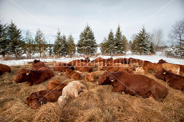 Herd of beef cattle laying in a bed of straw