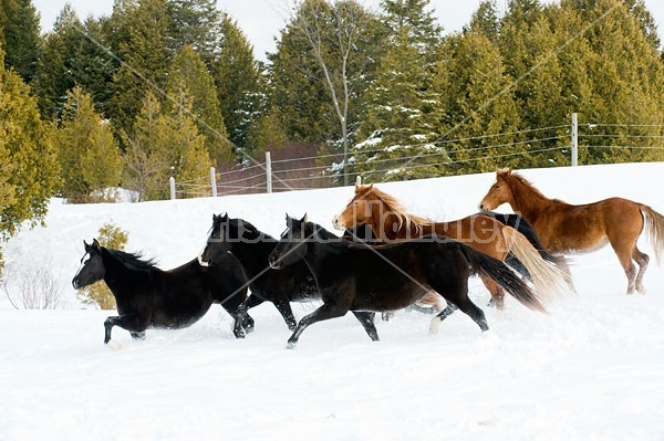 Herd of Rocky Mountain Horses Galloping in Snow