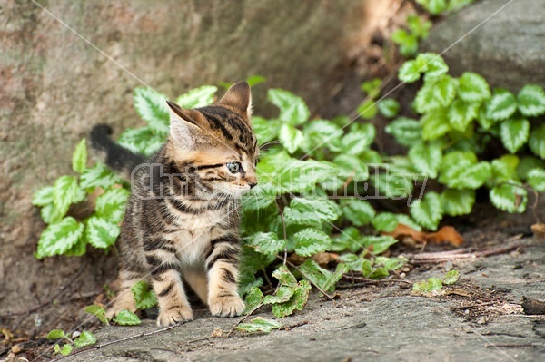 Young baby Calico kitten