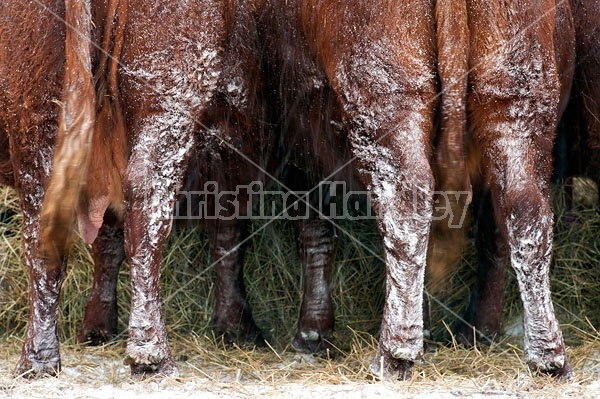 Beef Cows Standing at Feeder