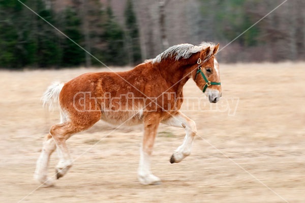 Young Belgian Horse Trotting 