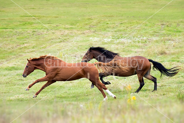 Horses galloping in field