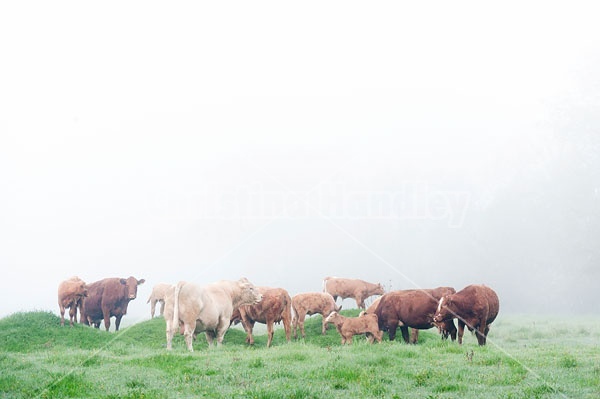 Herd of beef cattle in the fog