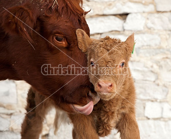 Beef Cow and Calf