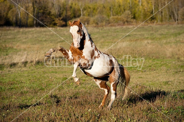 Paint stallion feeling frisky and playful