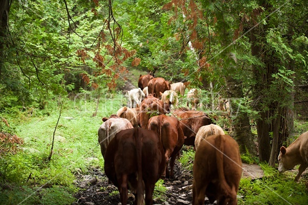 Beef Cattle in the Woods