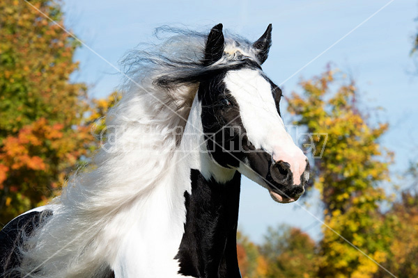 Gypsy Vanner horse