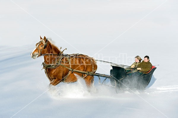 Single Horse Sleigh Ride