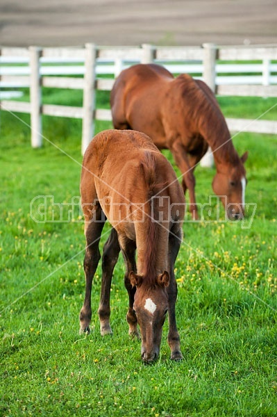 Quarter horse mare and foal