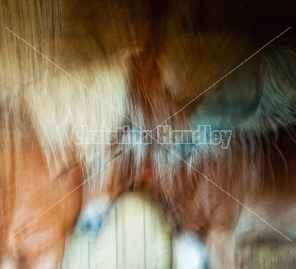 Abstract movement photos of horses