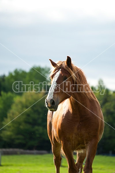 Belgian draft horse