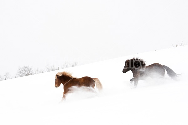 Icelandic horses running and playing in deep snow