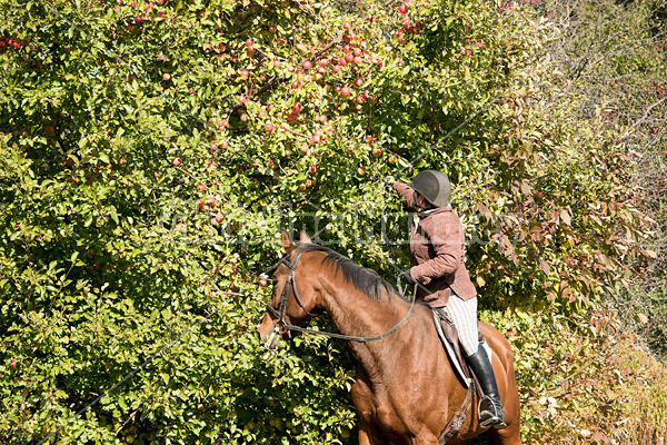 Woman picking apples from tree on horseback