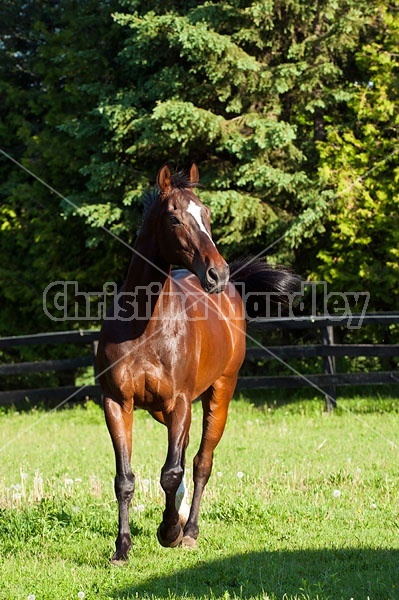 Thoroughbred gelding in a paddock