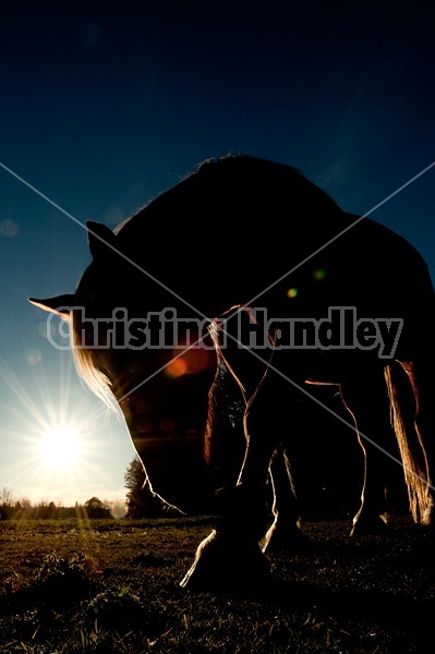 Grazing horse in evening light