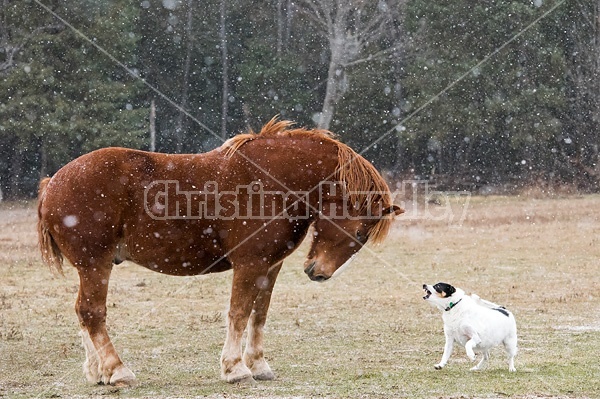 Belgian draft horse and farm dog having a showdown