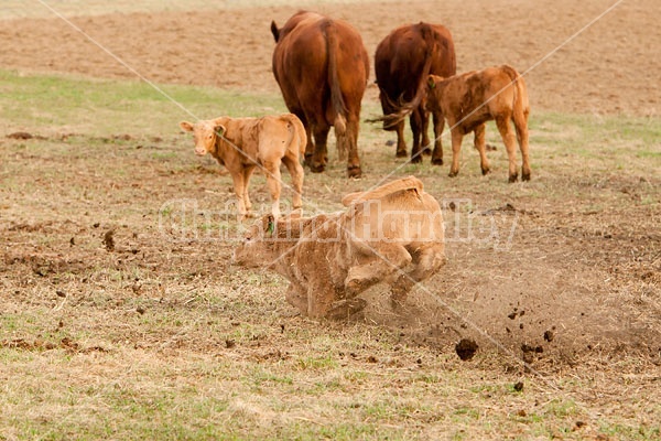 Beef Calves