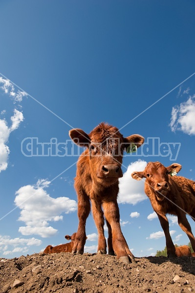 Beef calves standing on top of a dirt hill.