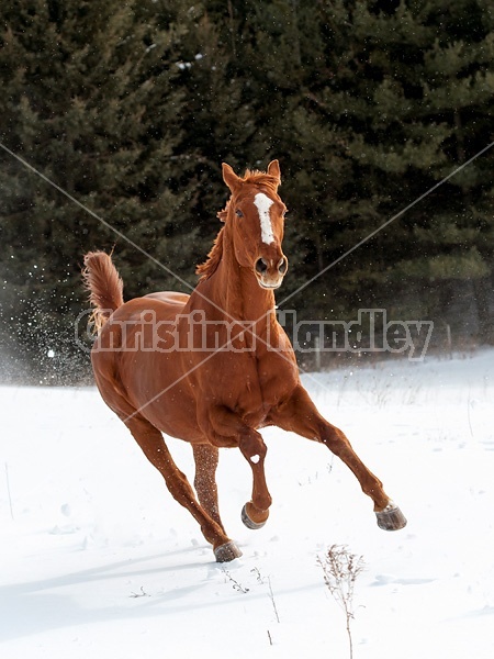 Horses galloping in deep snow