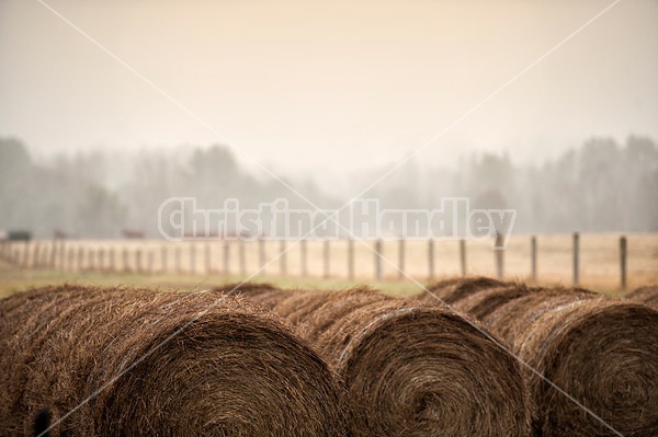 Round bales of hay stored in long rows outside for winter feeding