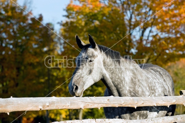 Dappled gray horse looking over rail fence