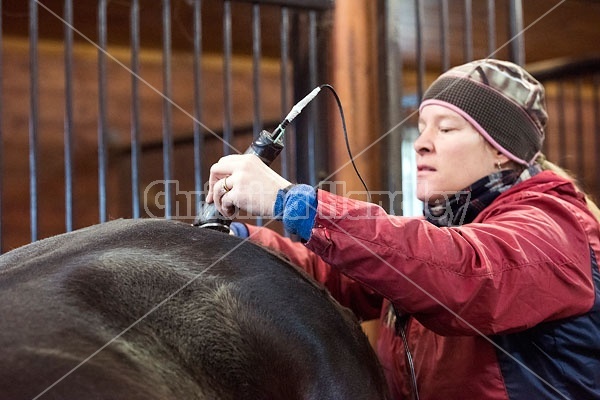 Woman clipping horse