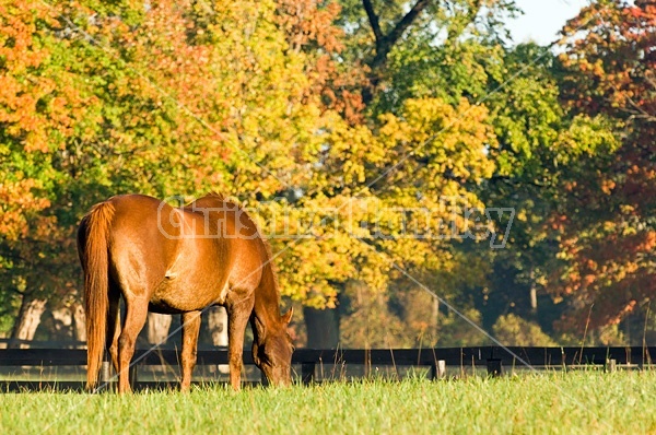 Chestnut horse grazing on autumn pasture
