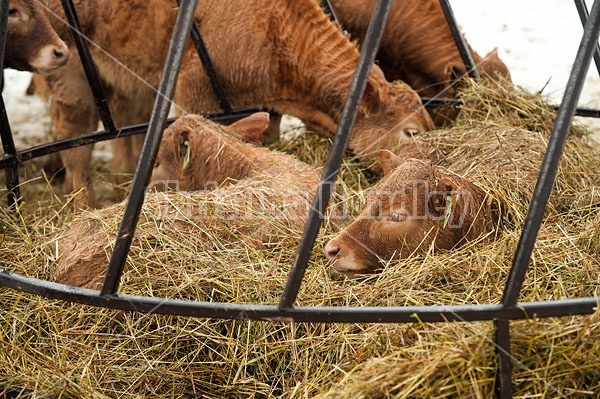 Young Beef Calves