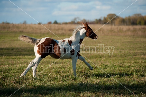 Young paint foal running through field.