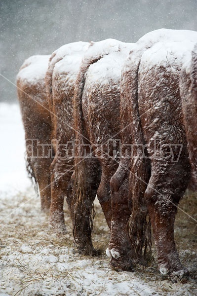 Lineup of Cattle butts