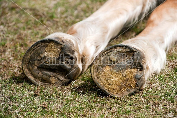 Horse Hooves