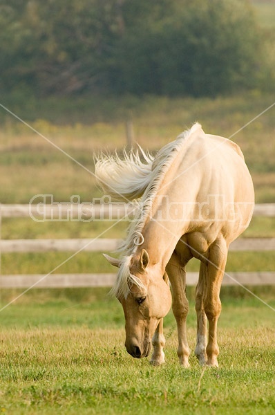 Palomino Quarter horse gelding